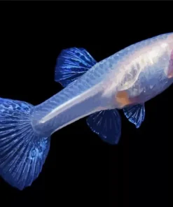 Blue Moscow Guppy 5D Diamond Painting