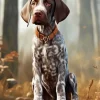 Brown German Pointer 5D Diamond Painting