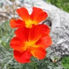 California Poppy Red Chief 5D Diamond Painting