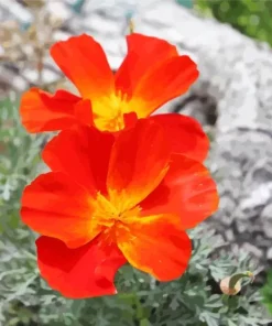 California Poppy Red Chief 5D Diamond Painting