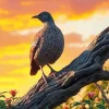 California Quail Bird 5D Diamond Painting