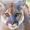 Cougar Mountain Lion 5D Diamond Painting