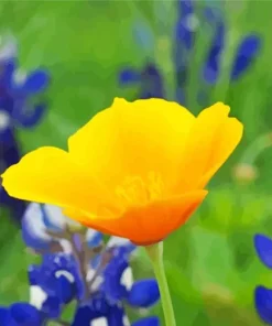 Mexican Gold Poppy 5D Diamond Painting