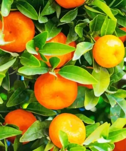 Green Leaves Orange Tree 5D Diamond Painting