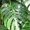 Green Monstera Leaves 5D Diamond Painting