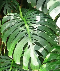 Green Monstera Leaves 5D Diamond Painting