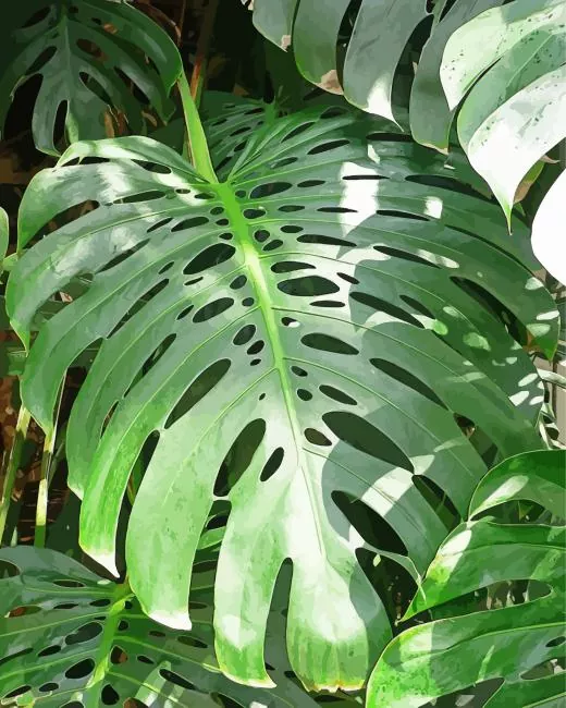 green monstera leaves Diamond Paints Green Monstera Leaves 5D Diamond Painting