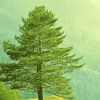 Green Pine Tree 5D Diamond Painting
