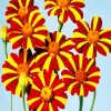 Harlequin Marigold Flowers 5D Diamond Painting