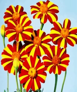 Harlequin Marigold Flowers 5D Diamond Painting