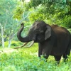 Indian Elephant 5D Diamond Painting