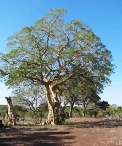 Manketti Tree 5D Diamond Painting