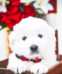 Maremma Sheepdog Puppy 5D Diamond Painting