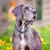 Merle Great Dane 5D Diamond Painting