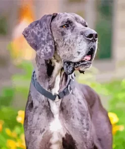 Merle Great Dane 5D Diamond Painting