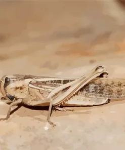 Migratory Locust 5D Diamond Painting