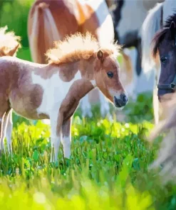 Miniature Horse 5D Diamond Painting