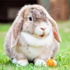 Miniature Lop Bunny 5D Diamond Painting
