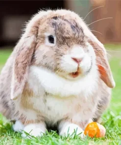 Miniature Lop Bunny 5D Diamond Painting