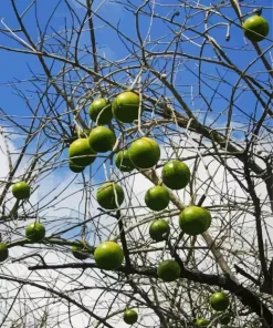 Monkey Orange Tree 5D Diamond Painting