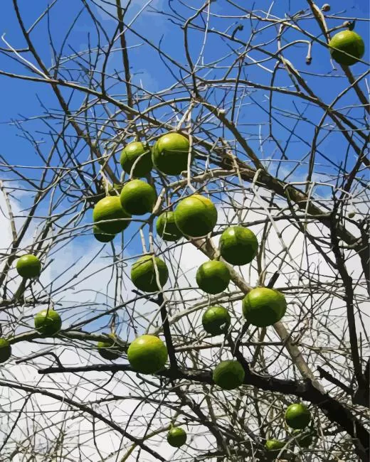 monkey orange tree Diamond Paintings Monkey Orange Tree 5D Diamond Painting