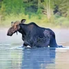 Moose In River 5D Diamond Painting