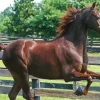 Morgan Horse 5D Diamond Painting