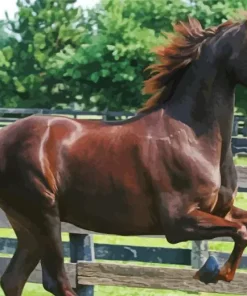 Morgan Horse 5D Diamond Painting