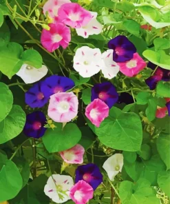 Morning Glories 5D Diamond Painting