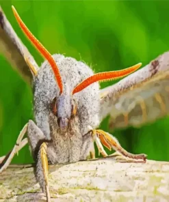 Moth Face Insect 5D Diamond Painting