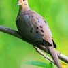 Mourning Dove 5D Diamond Painting