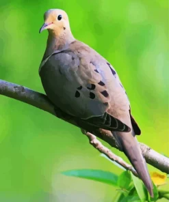 Mourning Dove 5D Diamond Painting