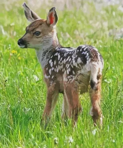 Mule Deer 5D Diamond Painting