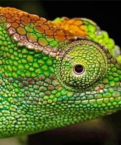 Nadzikambia 5D Diamond Painting