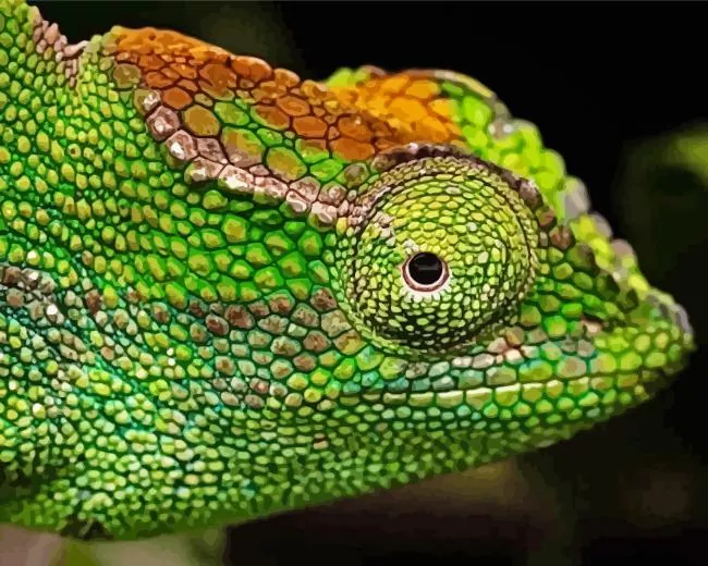 nadzikambia Diamond by Numbers Nadzikambia 5D Diamond Painting