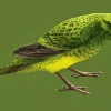 Night Parrot Bird 5D Diamond Painting