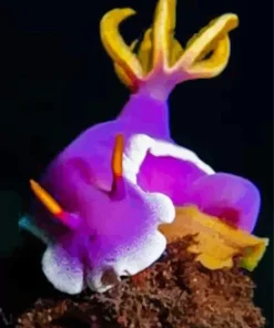 Nudibranch Purple 5D Diamond Painting