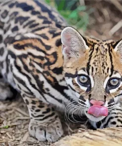 Ocelot Wild Cat 5D Diamond Painting