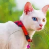 Old Eyed White Cat 5D Diamond Painting