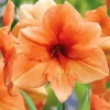 Orange Amaryllis 5D Diamond Painting