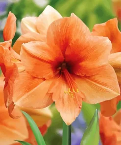 Orange Amaryllis 5D Diamond Painting