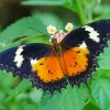 Orange And Black Butterfly 5D Diamond Painting