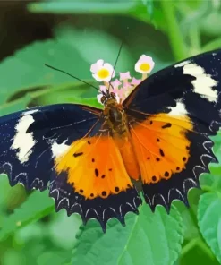 Orange And Black Butterfly 5D Diamond Painting