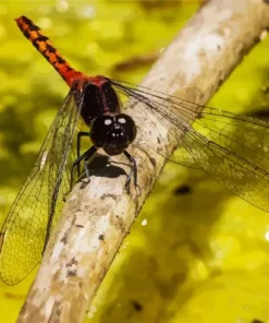 Orange And Black Dragonfly 5D Diamond Painting