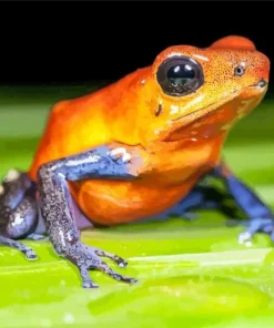 Orange And Blue Frog 5D Diamond Painting