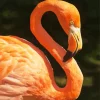 Orange Flamingo Bird 5D Diamond Painting