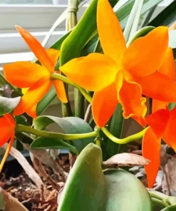 Orange Orchid Flower 5D Diamond Painting