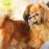 Orange Papillon Dog 5D Diamond Painting