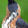 Ornate Hawk Eagle 5D Diamond Painting