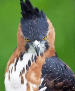 Ornate Hawk Eagle 5D Diamond Painting